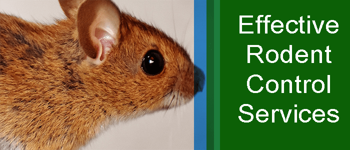 Effective Rodent Control Service
